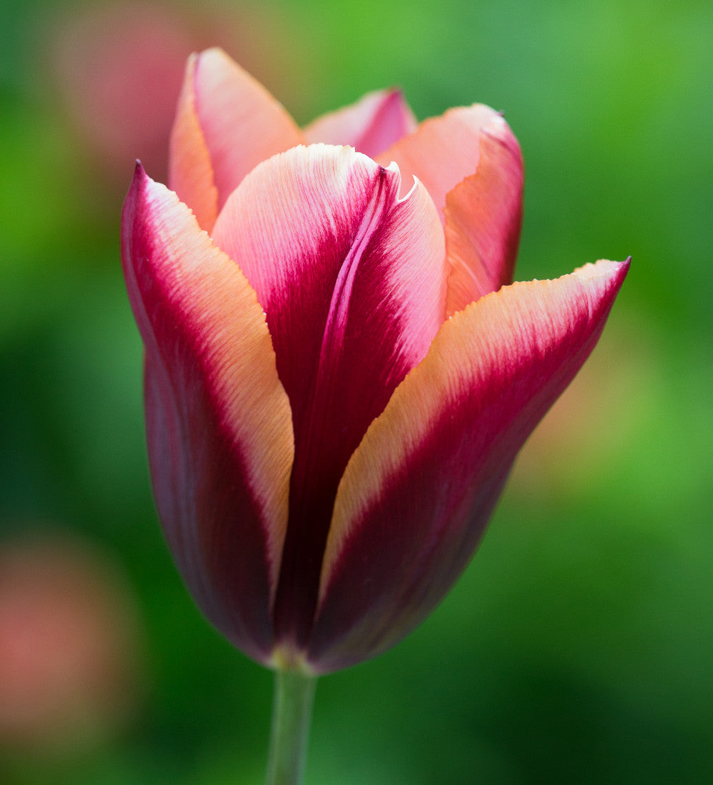 Pewter Tulip Collection
