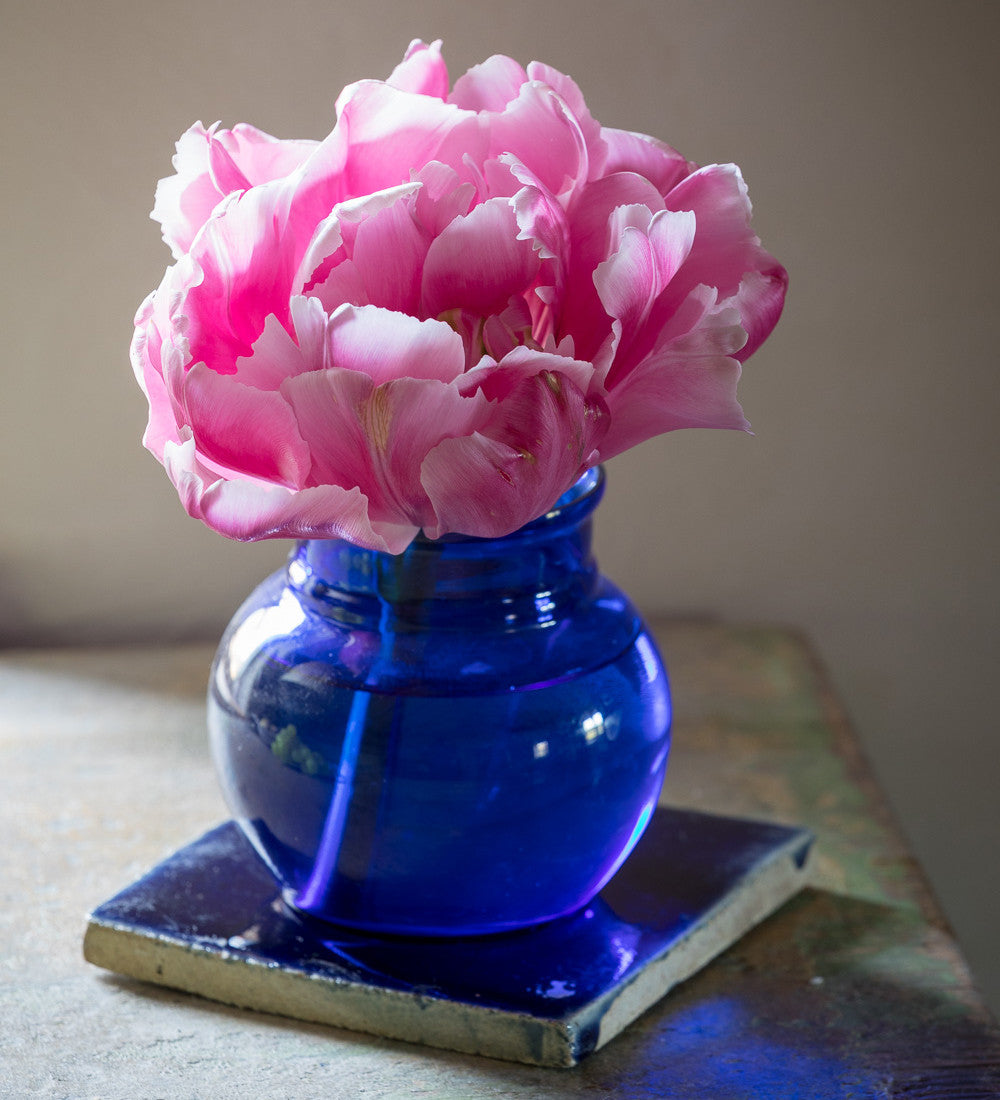 Tulip 'Pink Star'