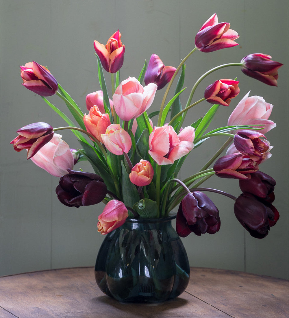Tulip 'Slawa'