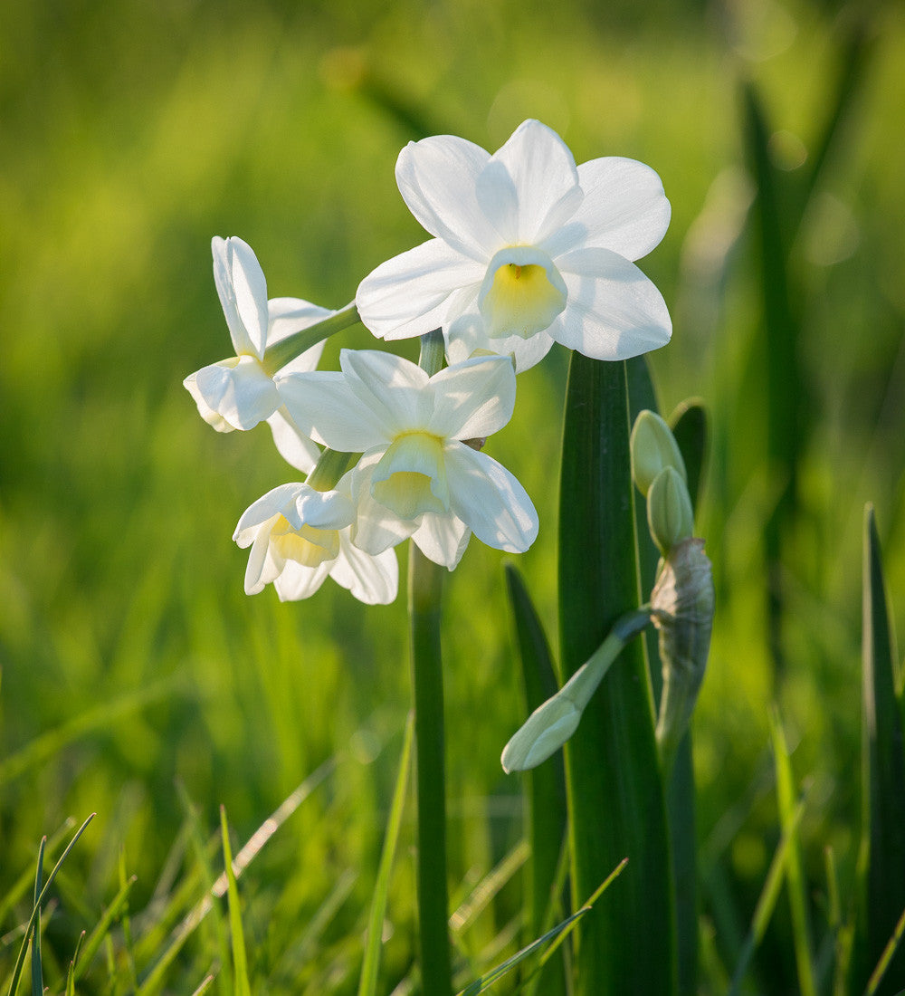Narcissus for Naturalising Collection
