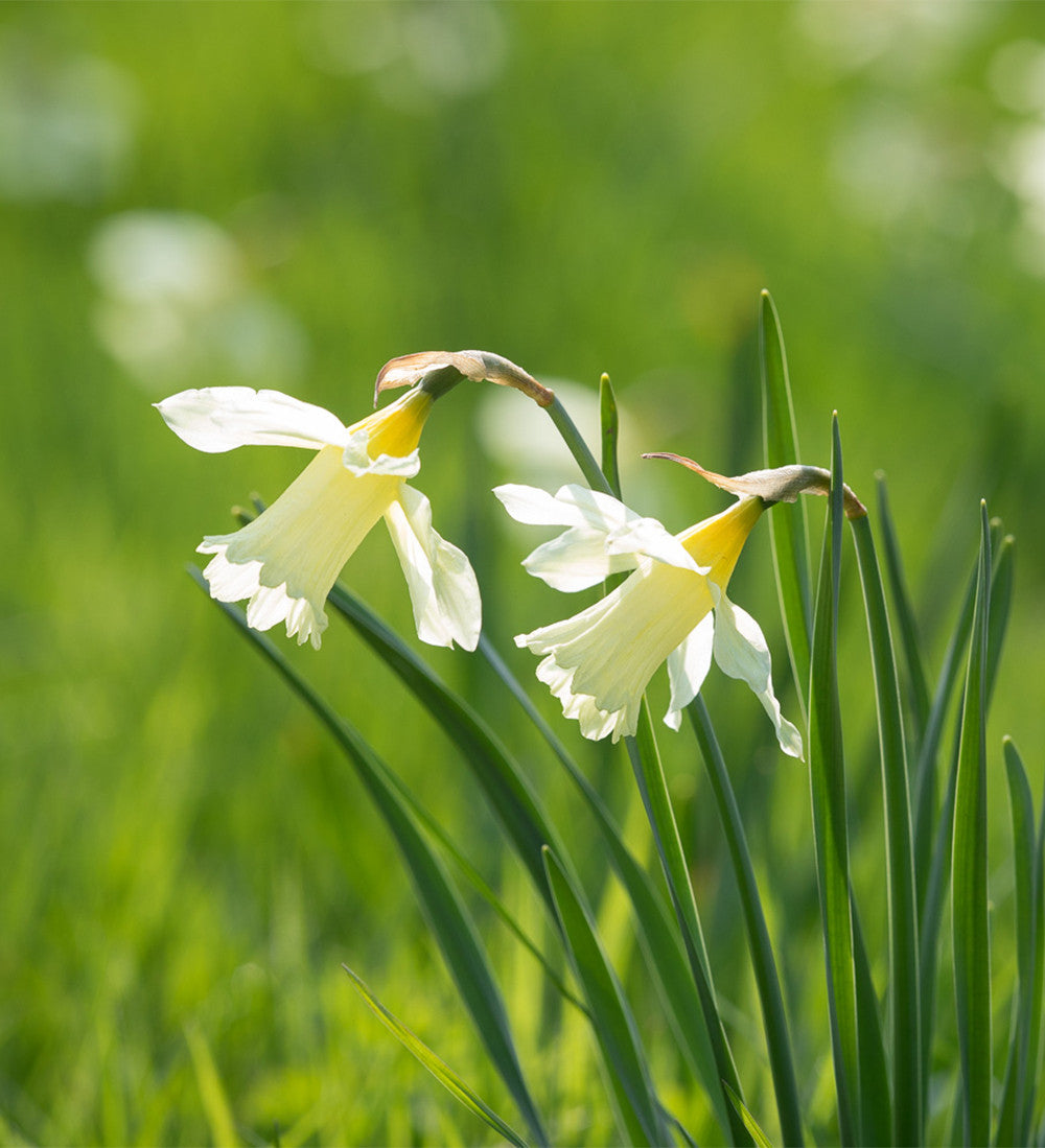 Narcissus for Naturalising Collection