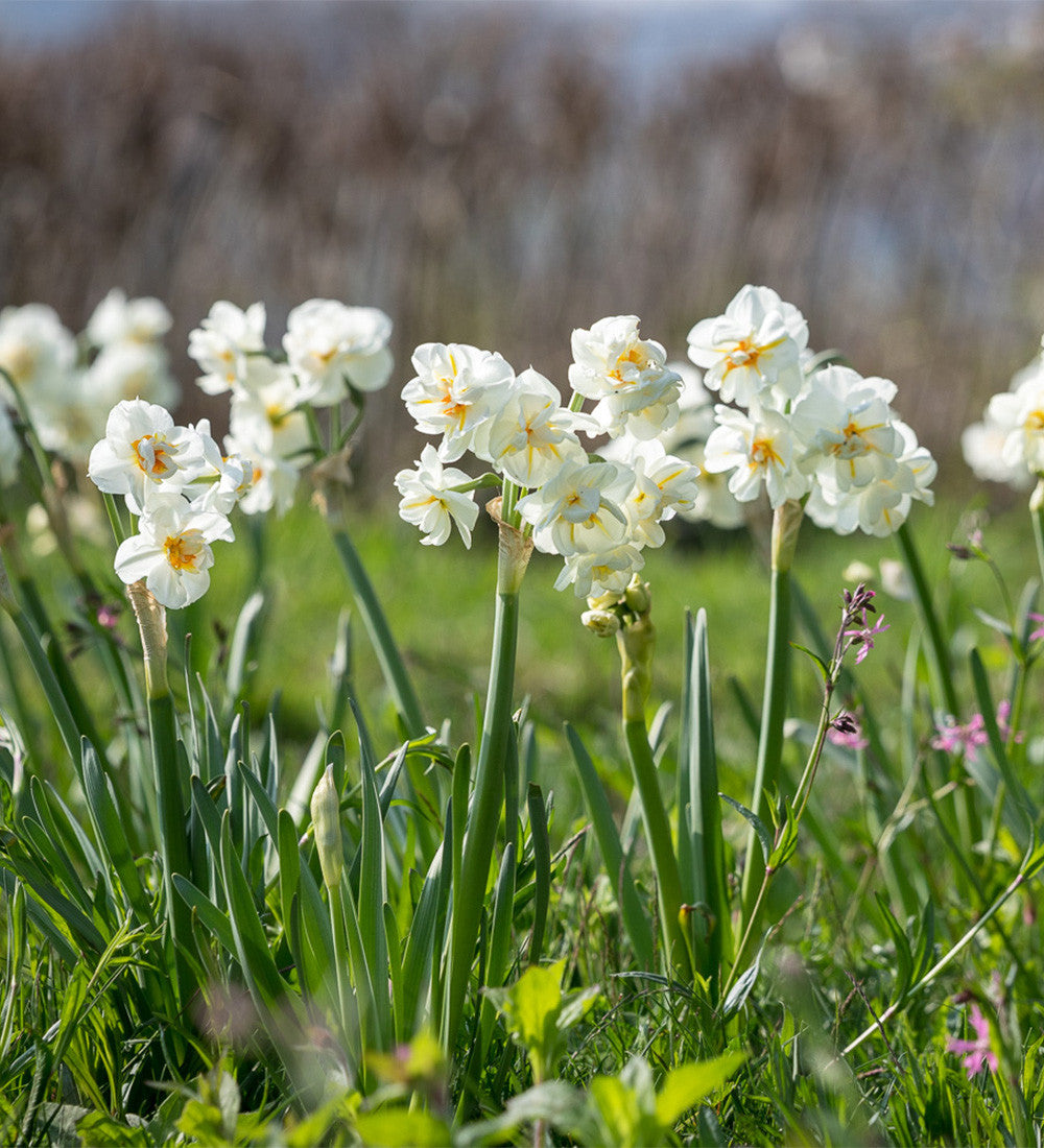 Narcissus for Naturalising Collection