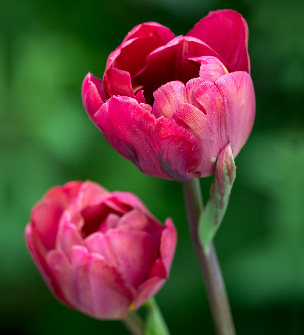 Tulip 'Ridgedale'