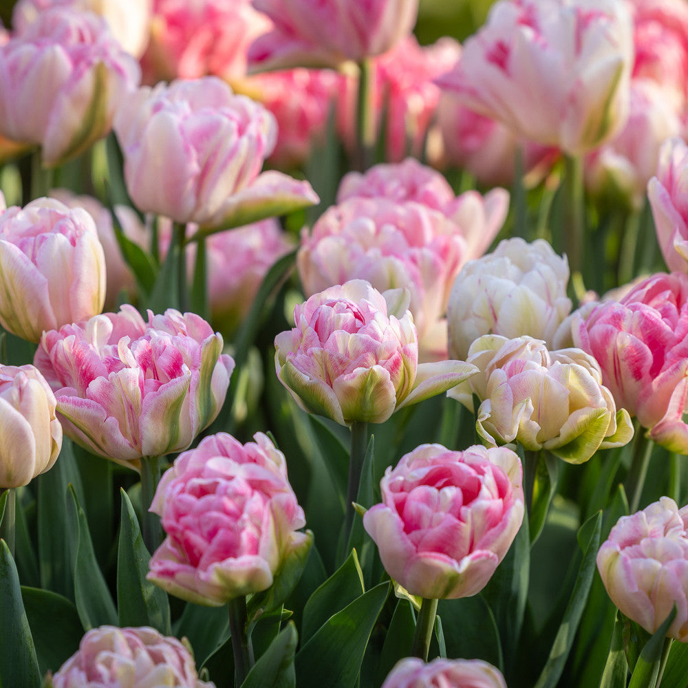 Tulip 'Foxtrot'