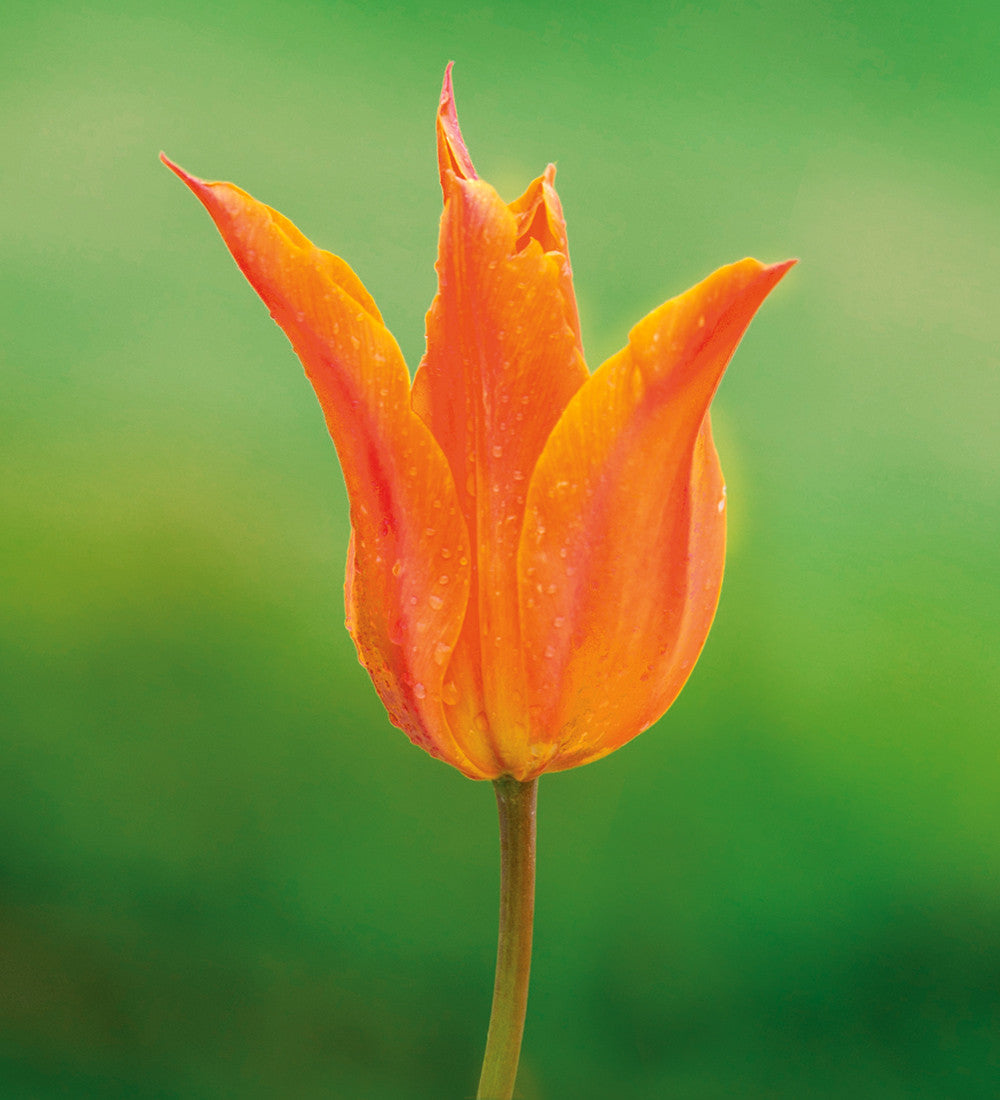 Bold and Brilliant Tulip Collection