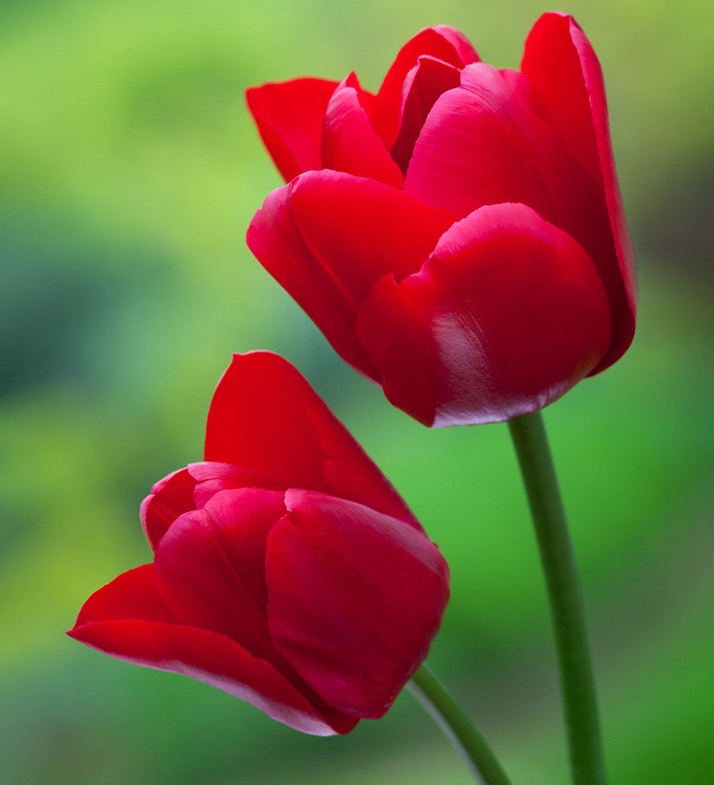 Bold and Brilliant Tulip Collection