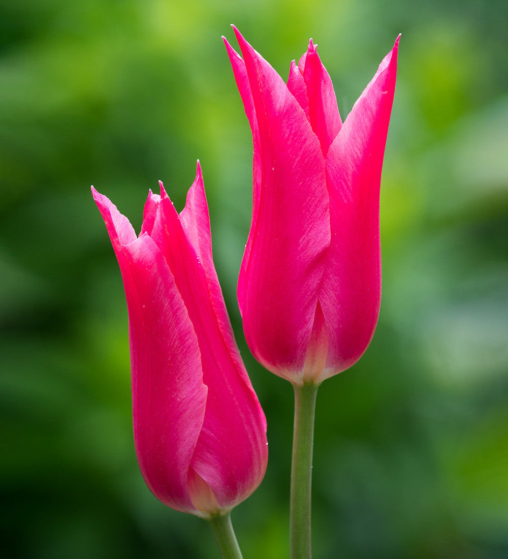 Bold and Brilliant Tulip Collection