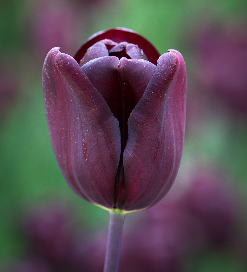 Tulip 'Continental'