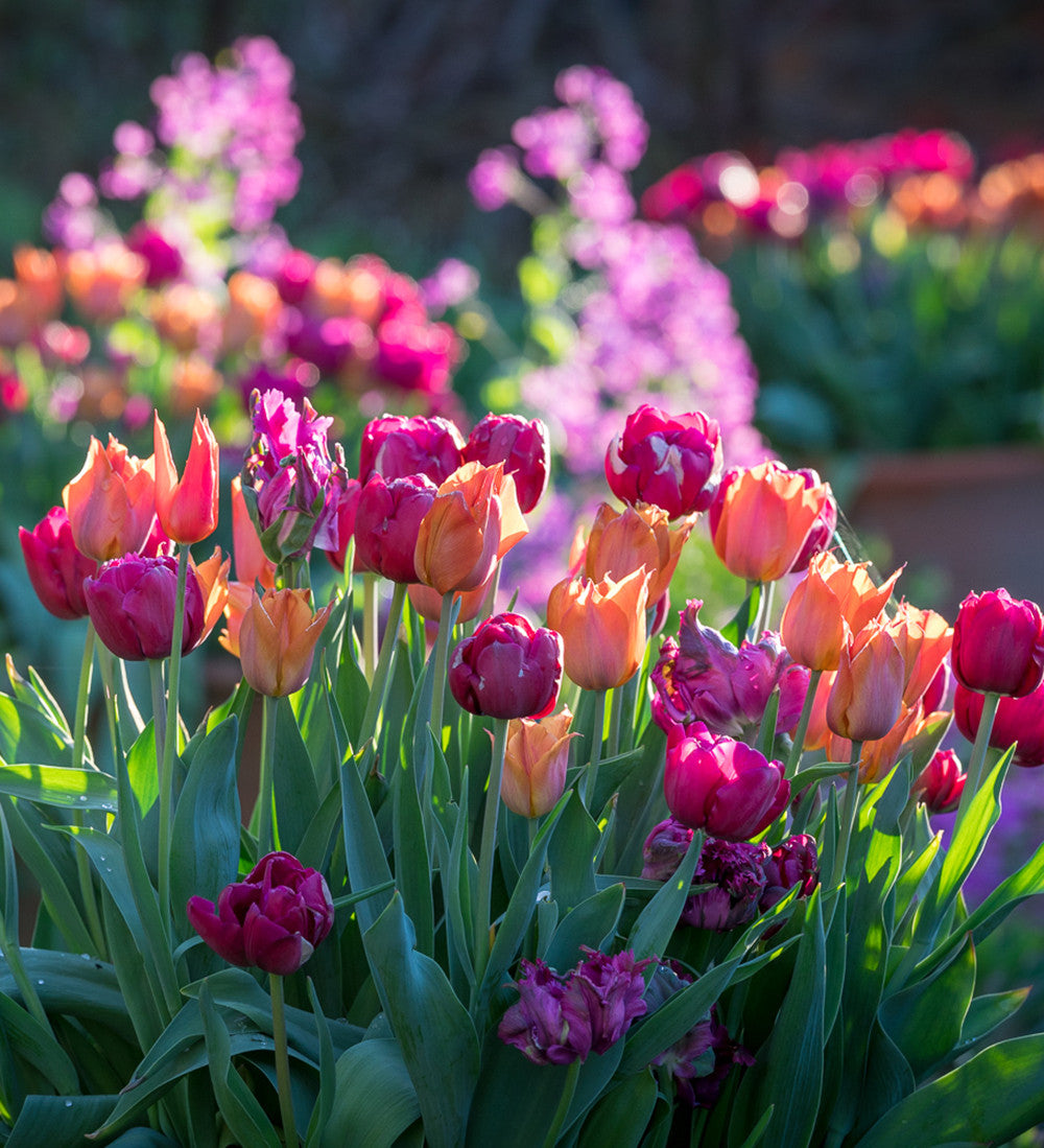Boiled Sweet Tulip Collection
