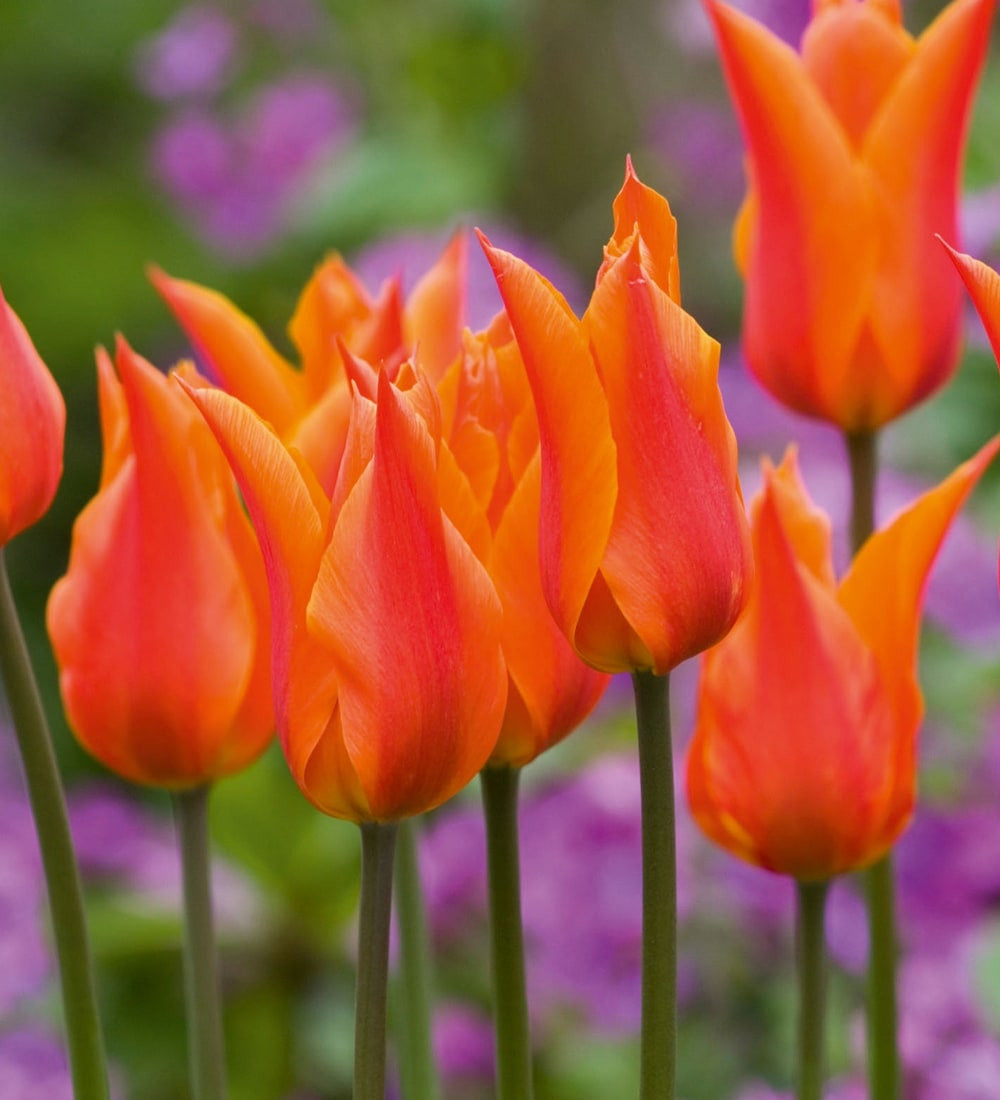 Boiled Sweet Tulip Collection