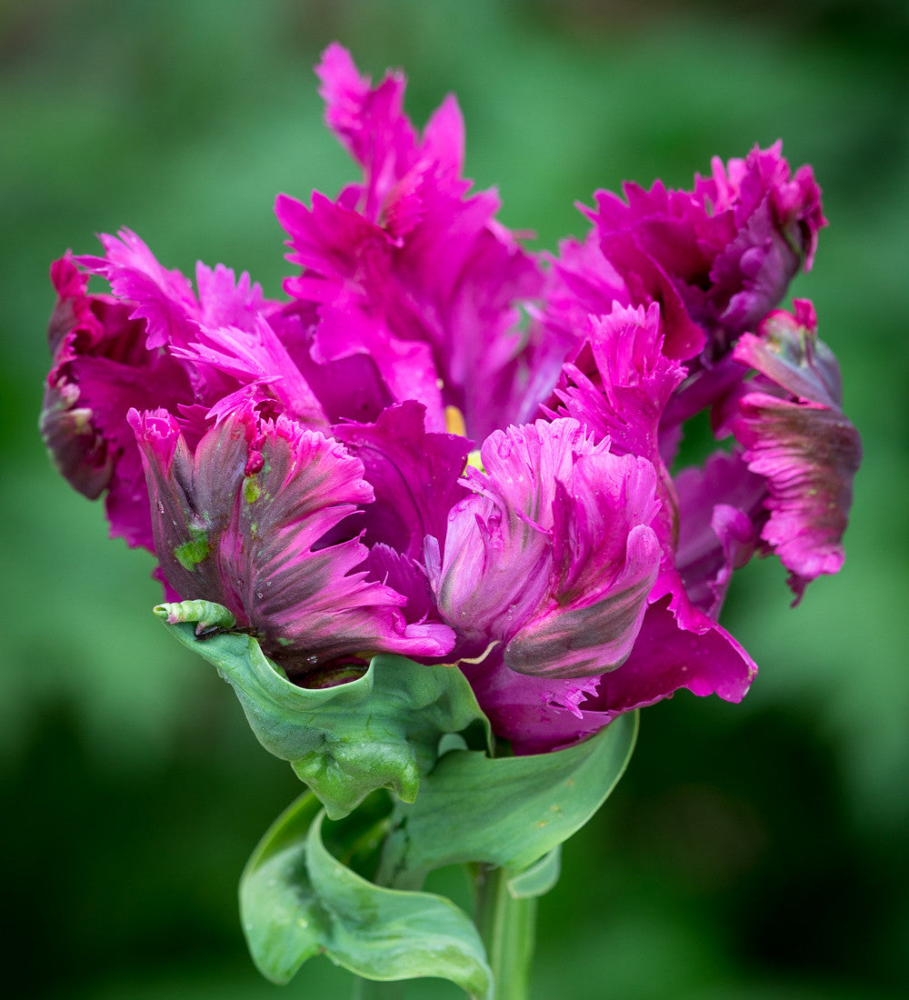 Boiled Sweet Tulip Collection