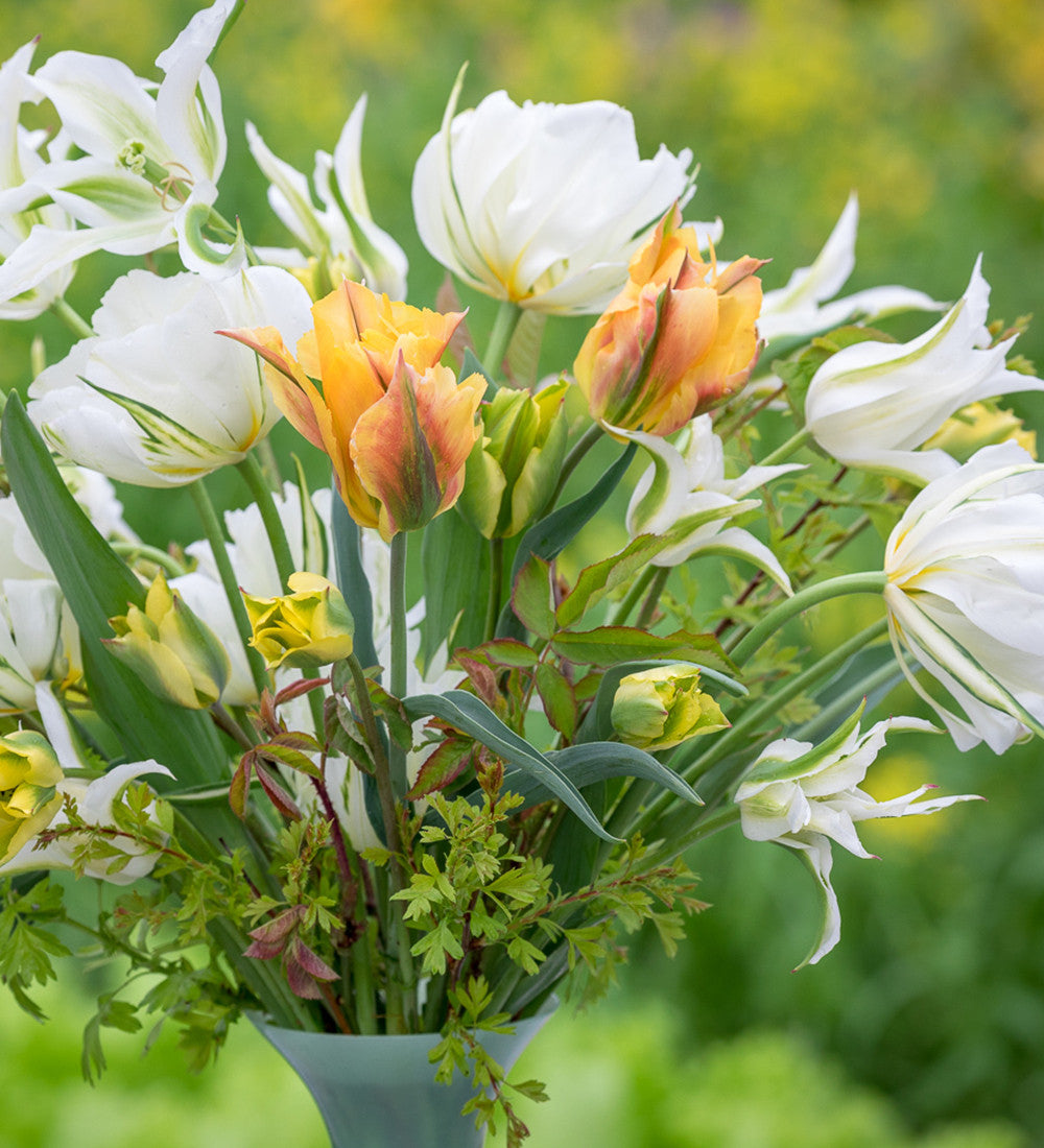 Tulip 'Artist'