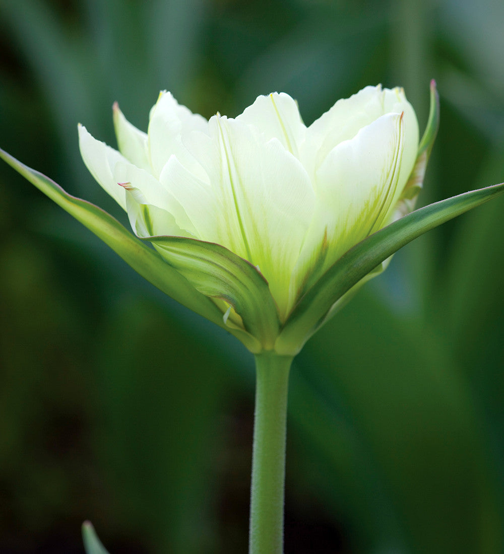 Lemon Sorbet Tulip Collection