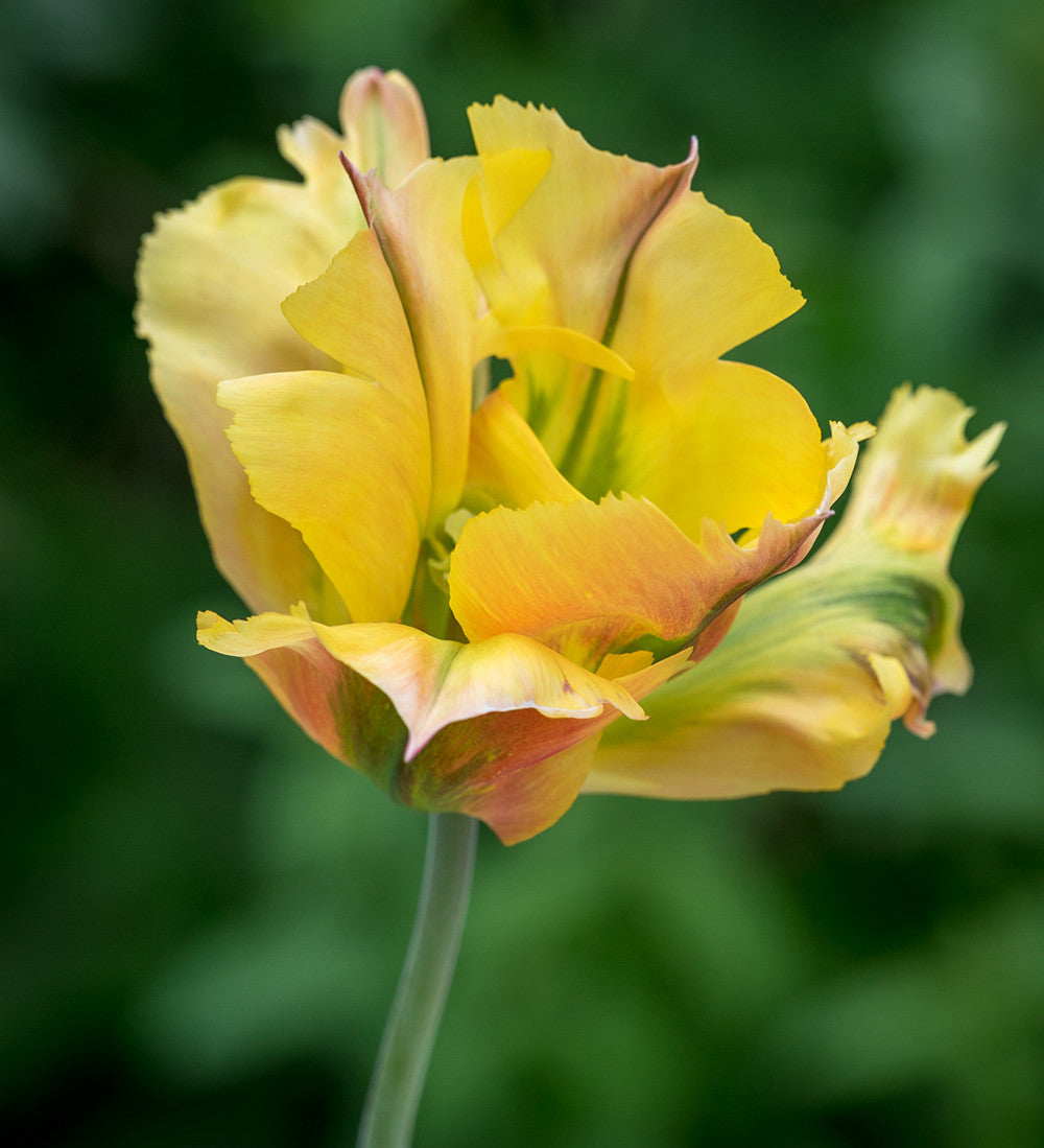 Lemon Sorbet Tulip Collection
