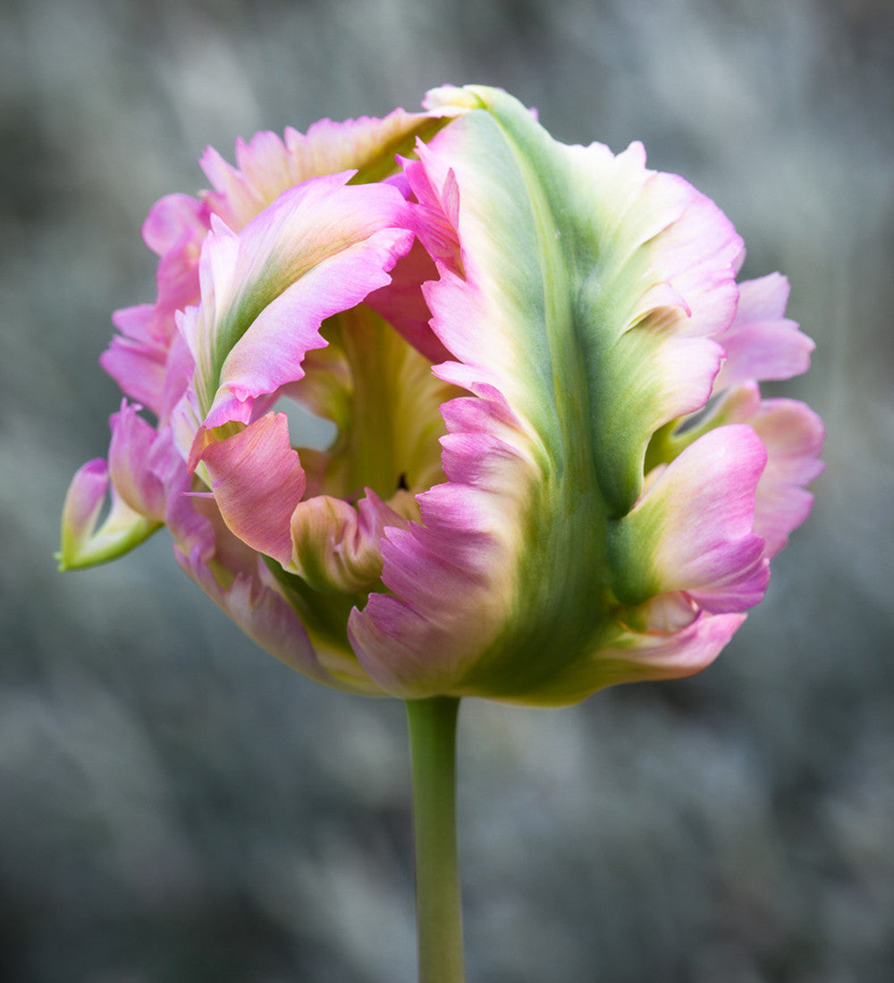 Renoir Tulip Collection