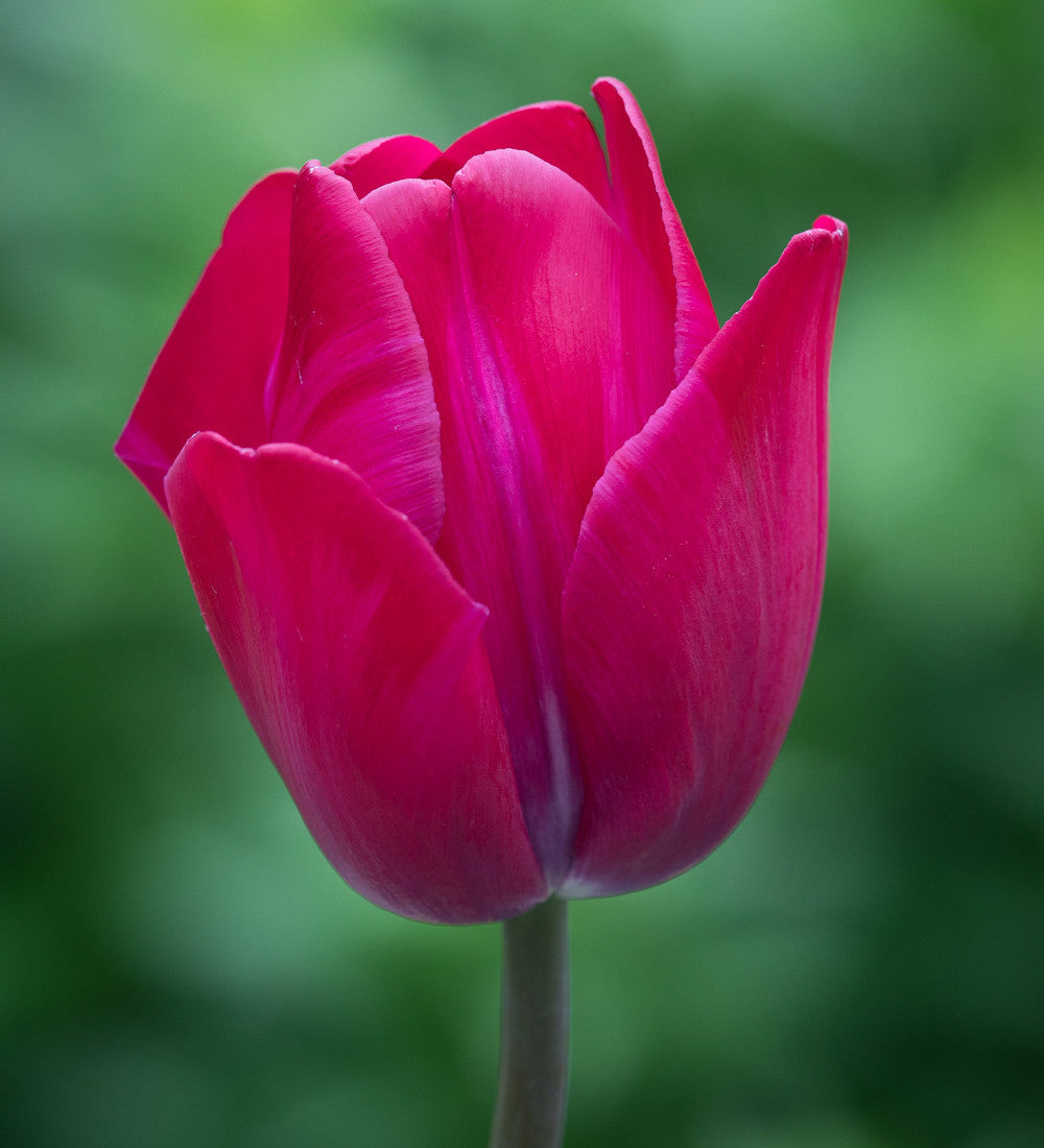Tulips 'Attila Graffiti' and 'Louvre Orange' Mix