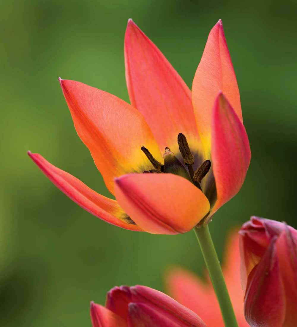 Tulip x hageri 'Little Princess'
