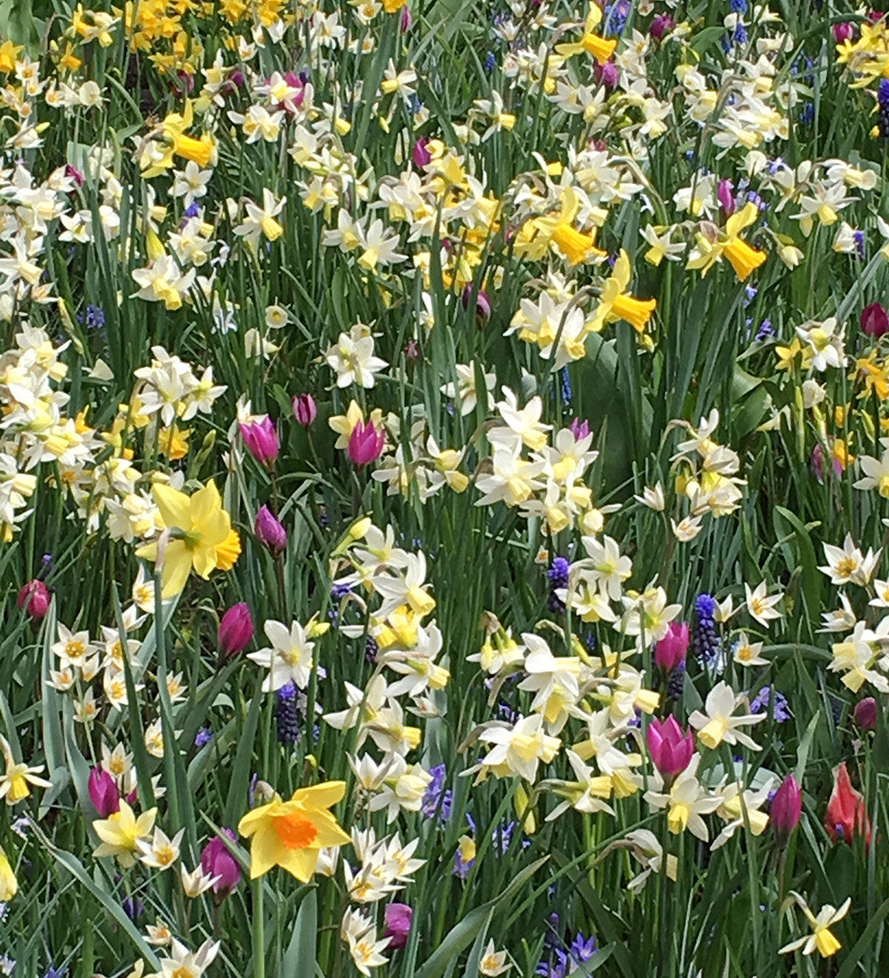 The Botticelli Perennial Bulb Collection