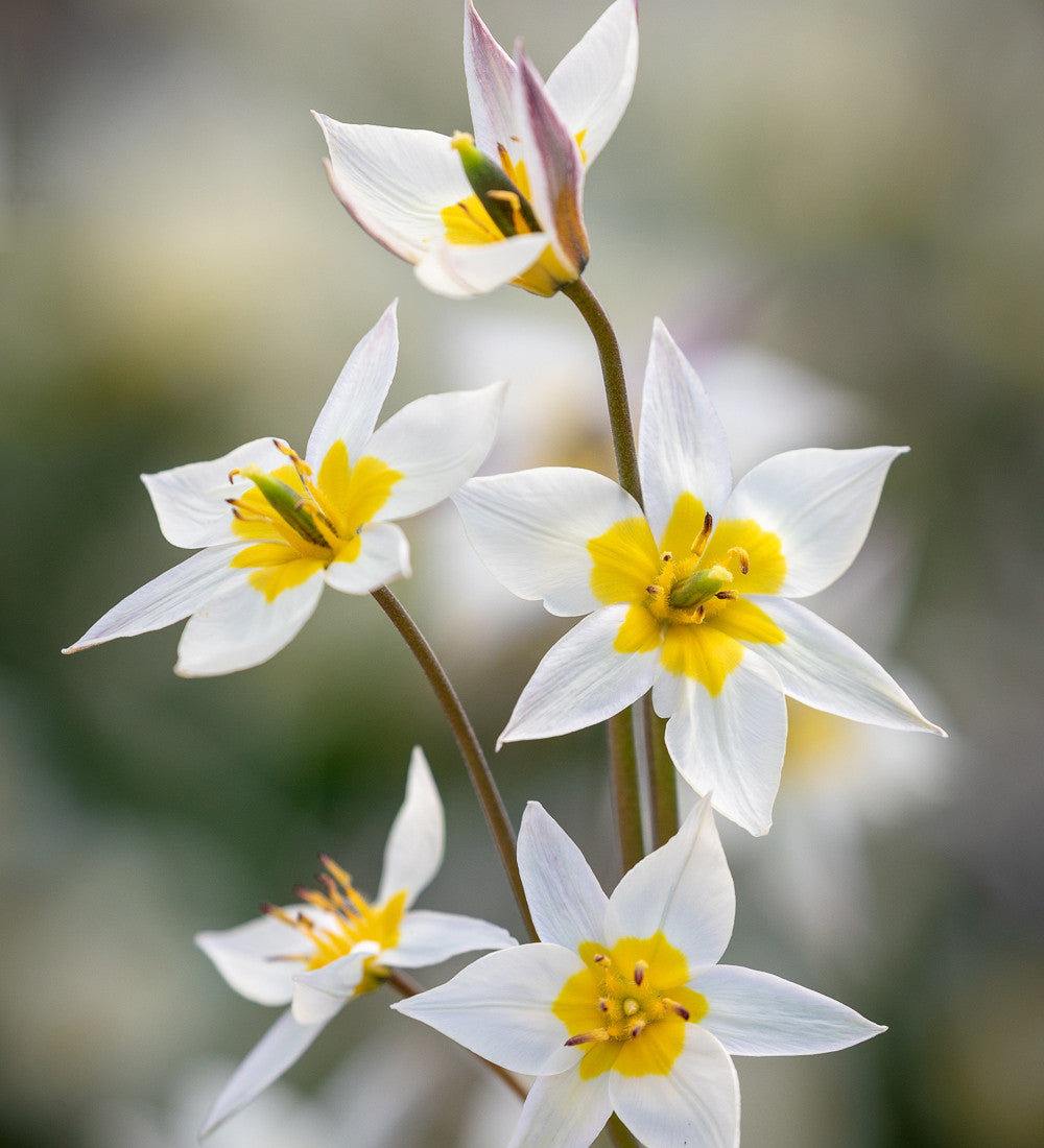 The Botticelli Perennial Bulb Collection