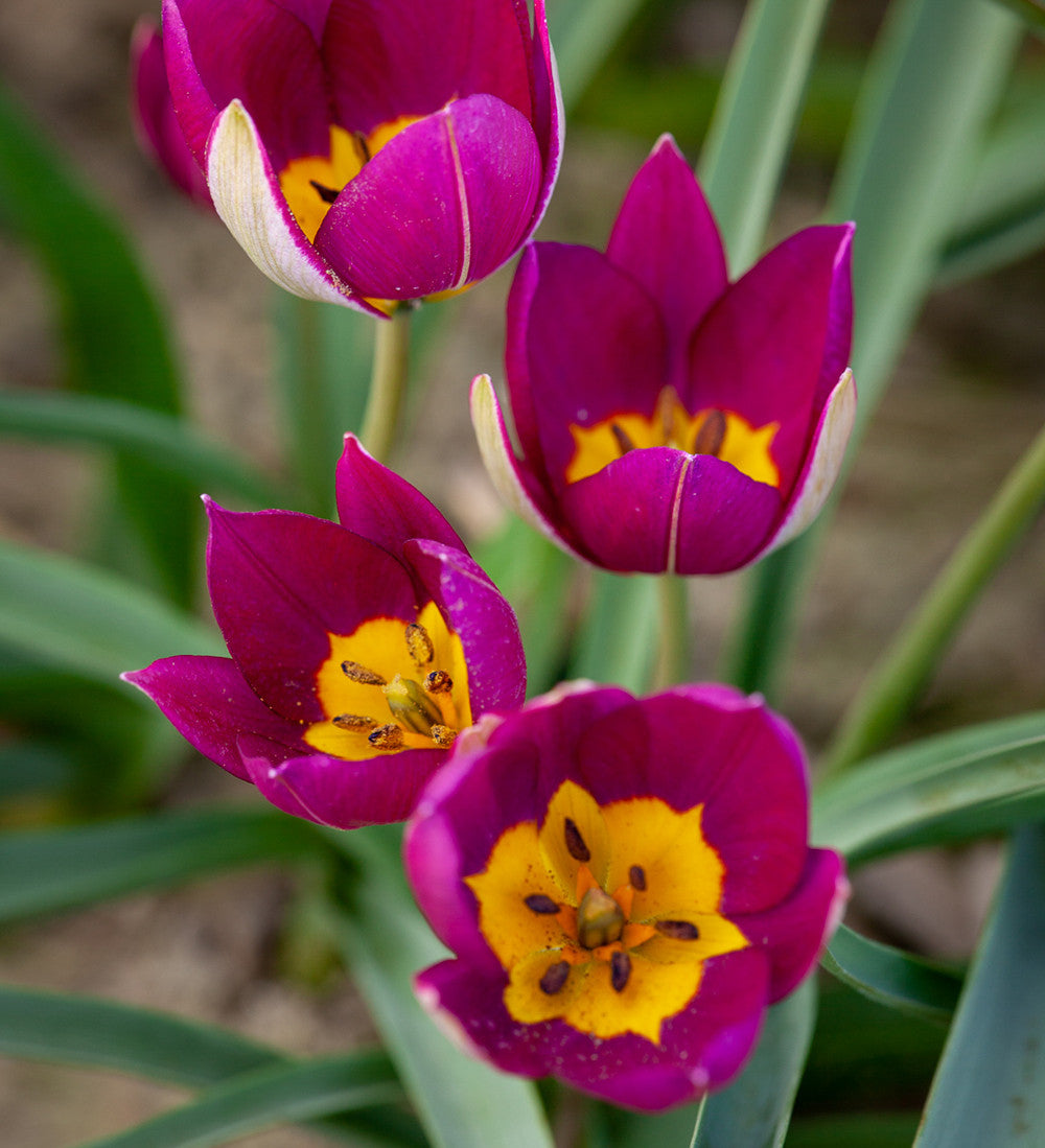 The Botticelli Perennial Bulb Collection