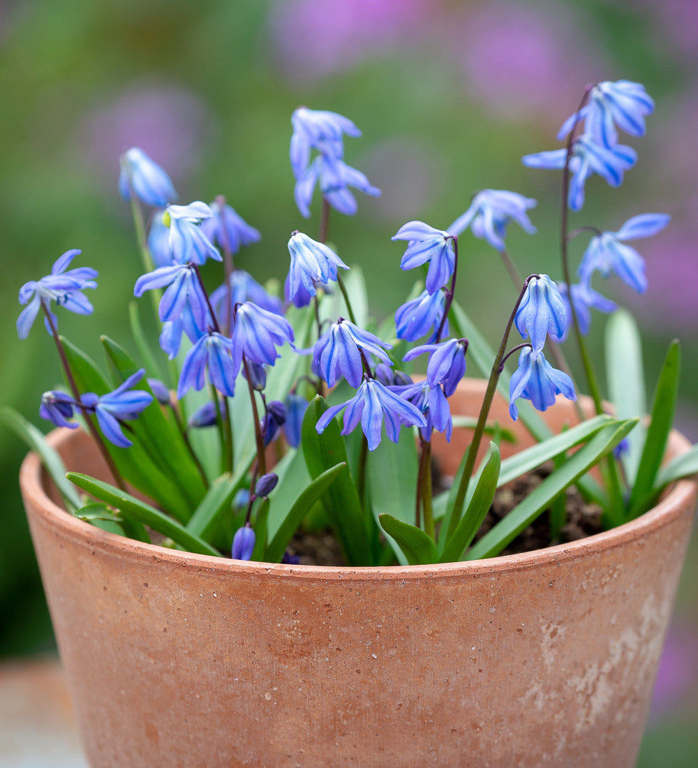 Scilla siberica