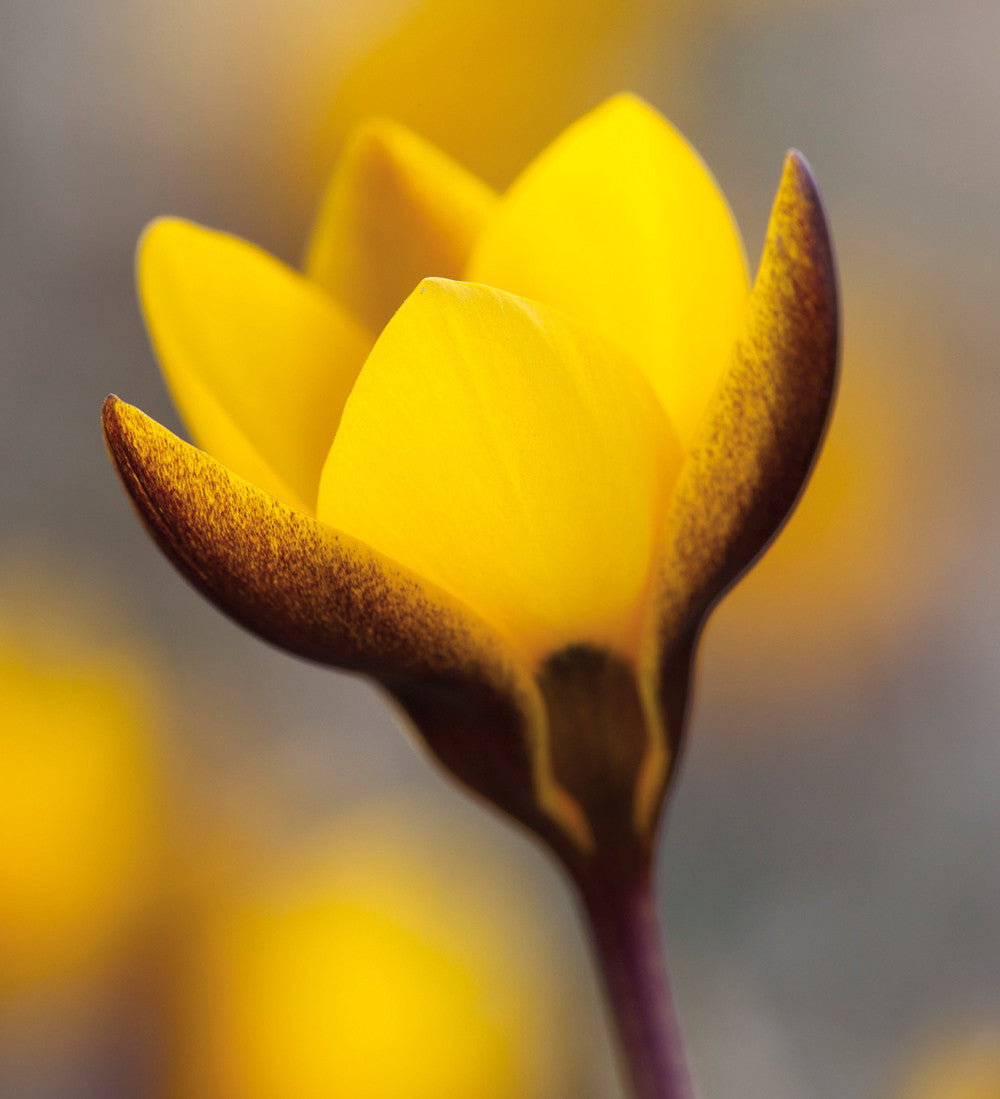 The Carien Crocus Collection