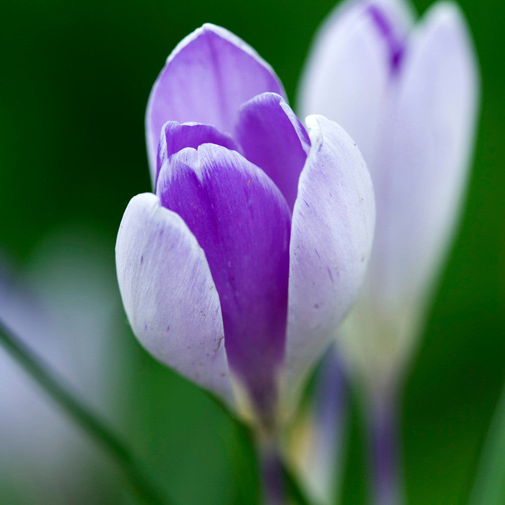 The Carien Crocus Collection