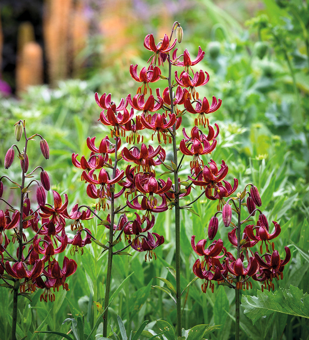 Lilium 'Claude Shride' (Martagon)