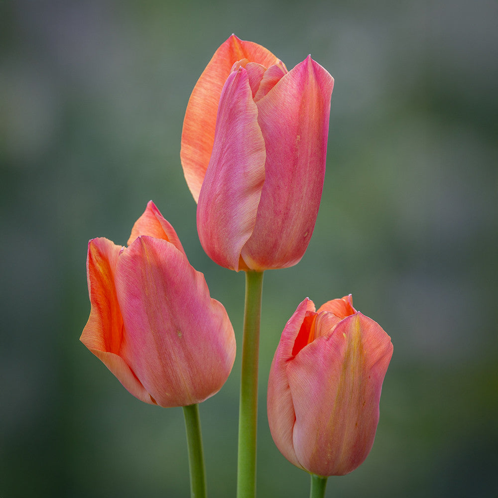 Tulip 'Stunning Apricot'