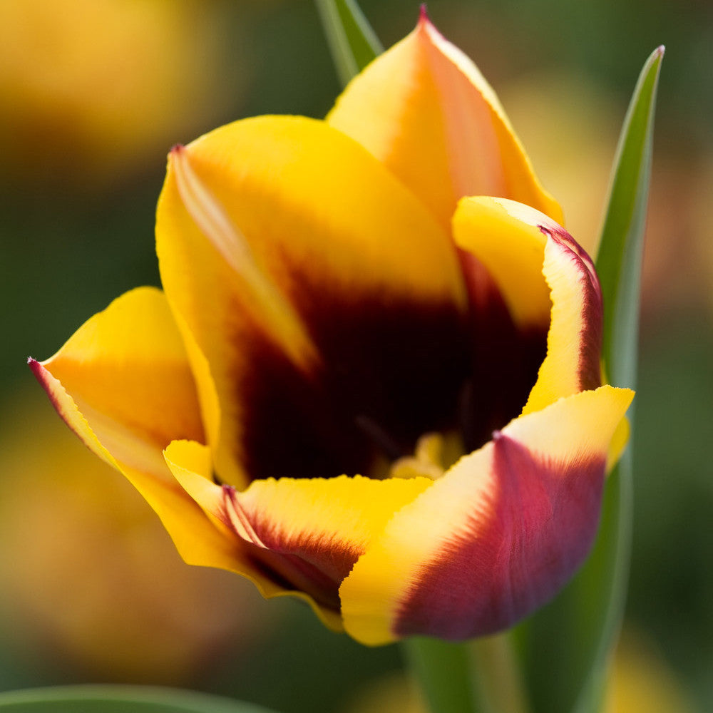 Tulip 'Gavota'