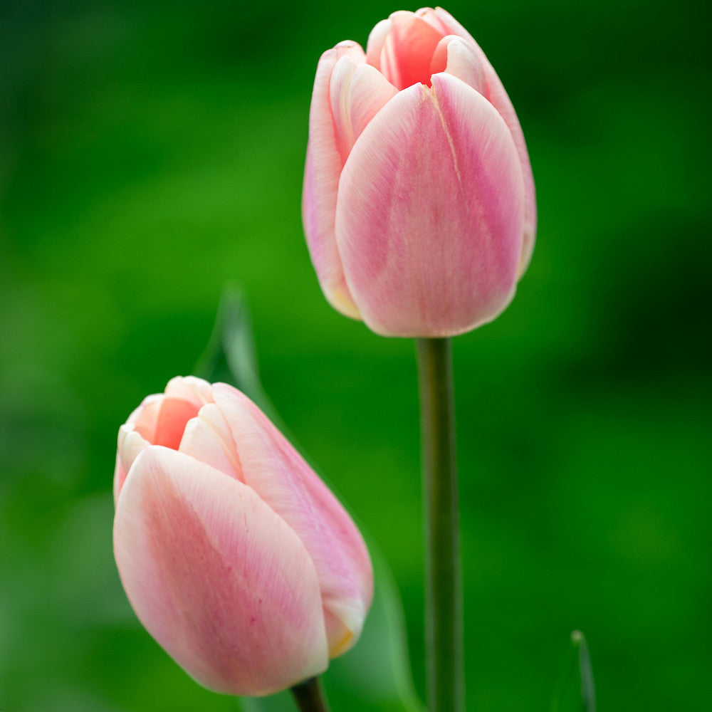 Tulip 'Apricot Pride'