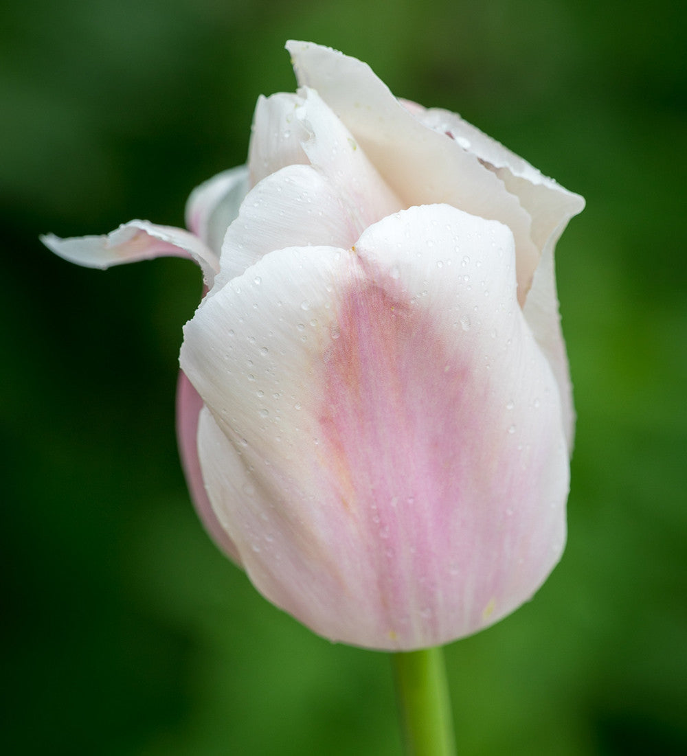 Tulip 'Apricot Pride'