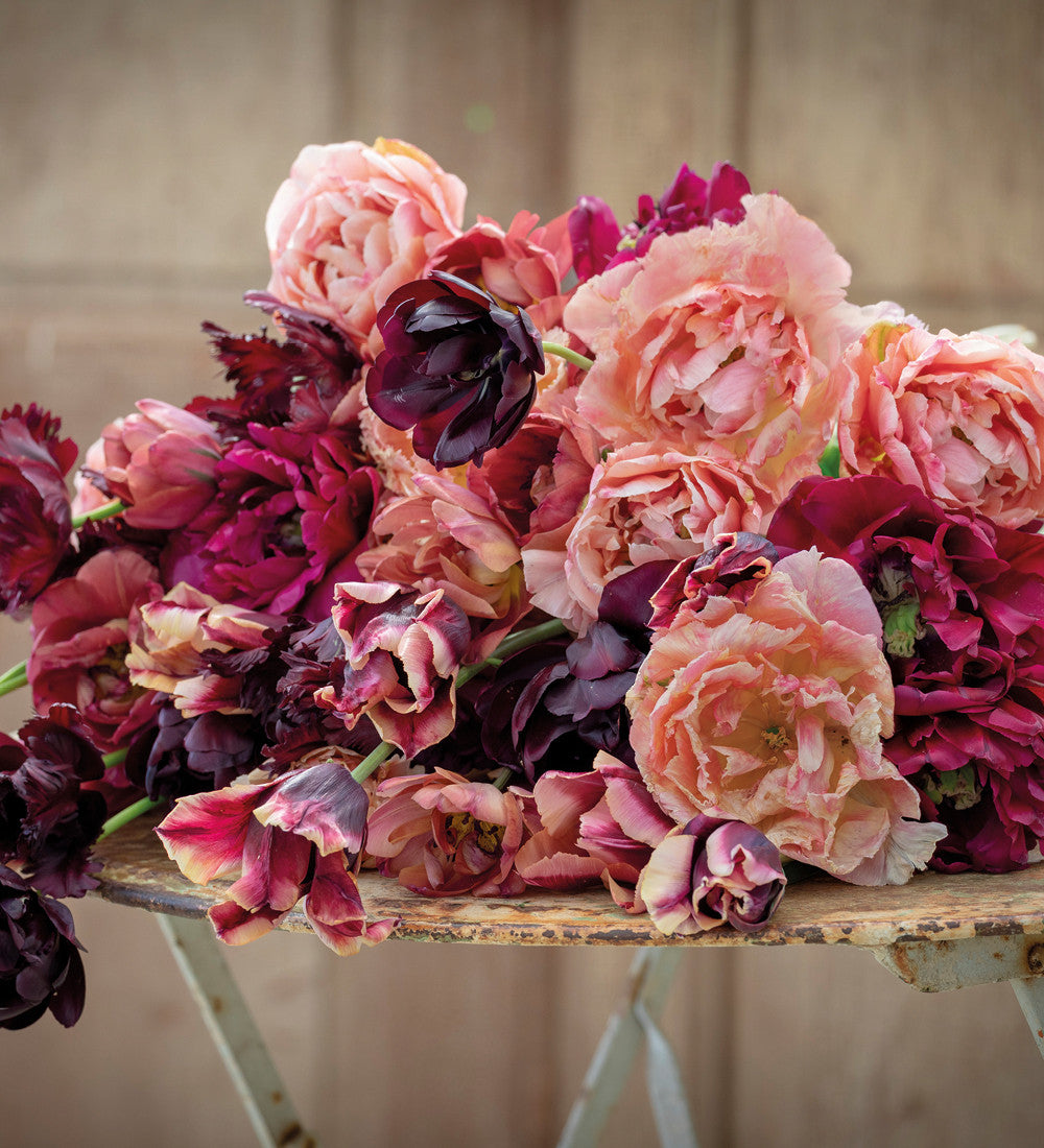 Madame de Pompadour Tulip Collection