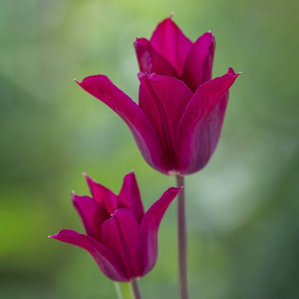 Tulip 'Purple Heart'