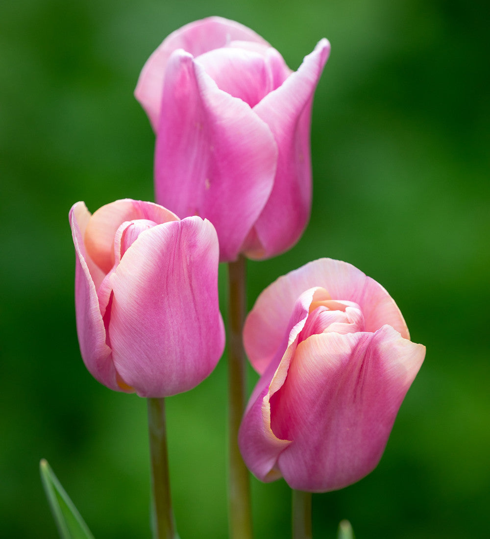 Tulip 'Copex'