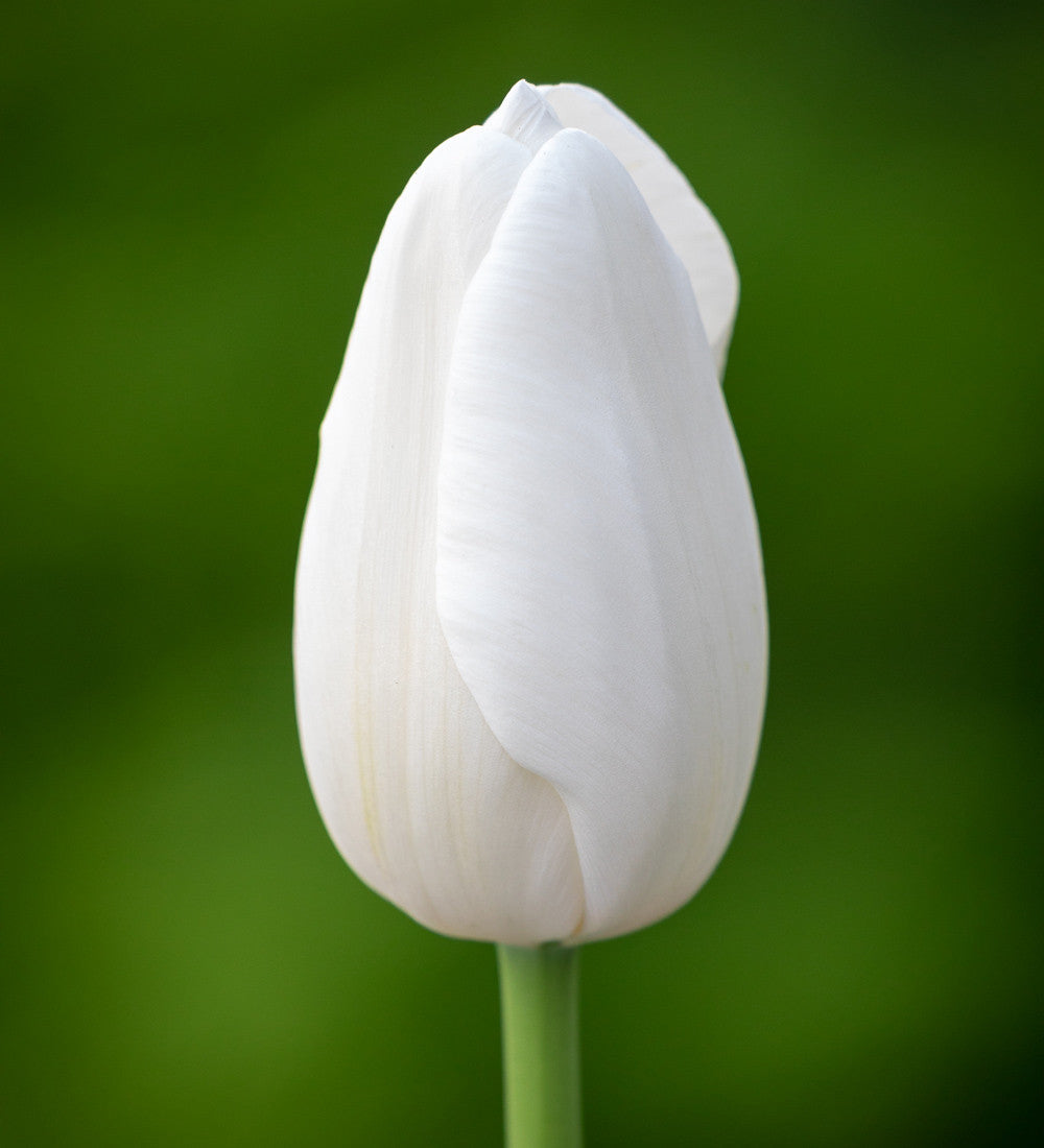 Tulip 'Clearwater'