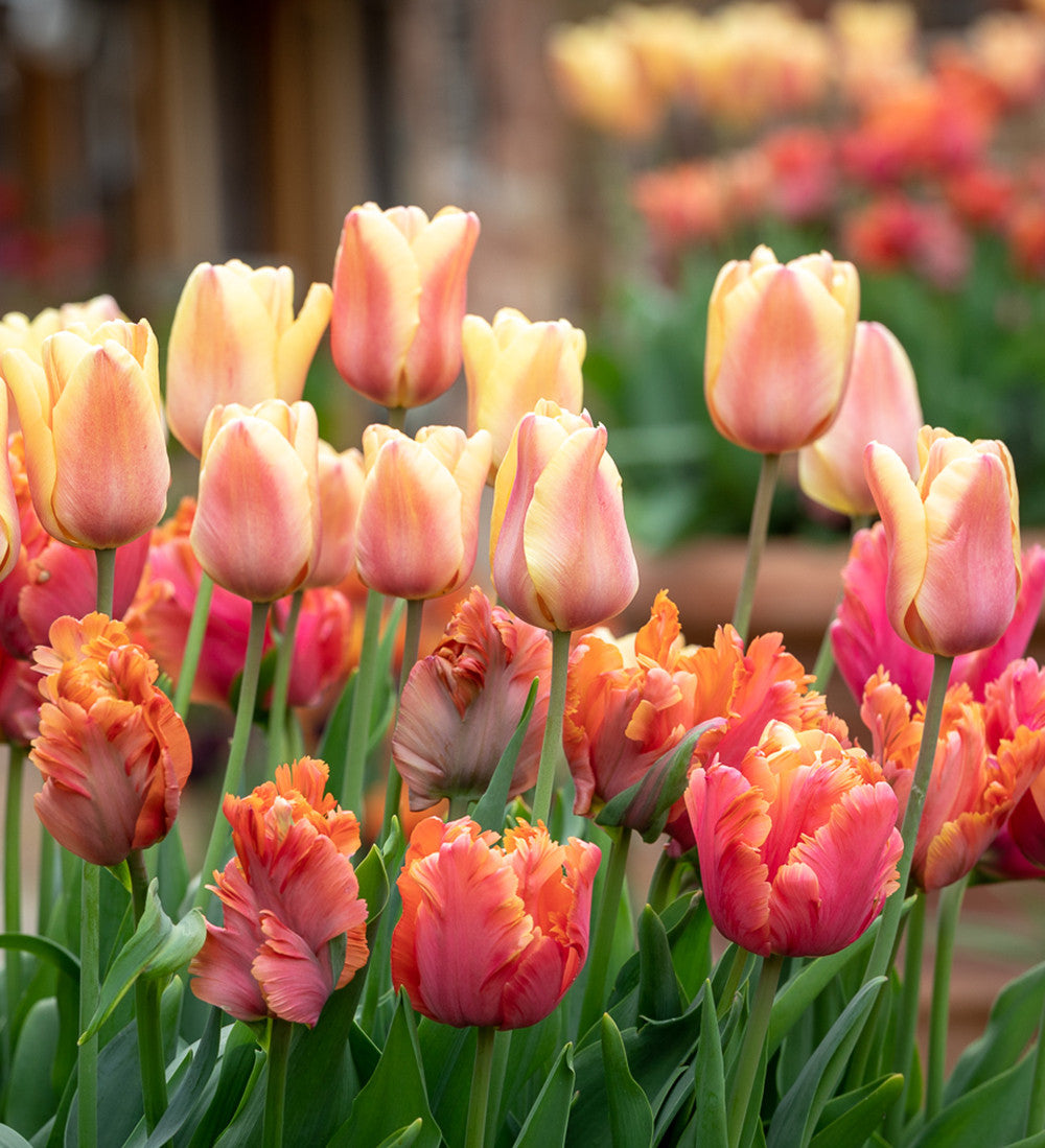 Tulip 'Amazing Parrot'