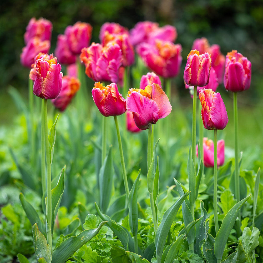 Tulip 'Amazing Parrot'