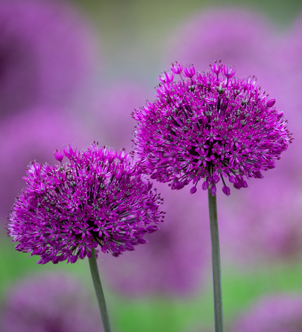 Arthur's Allium Collection