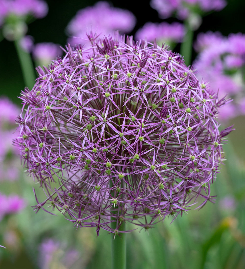 Arthur's Allium Collection