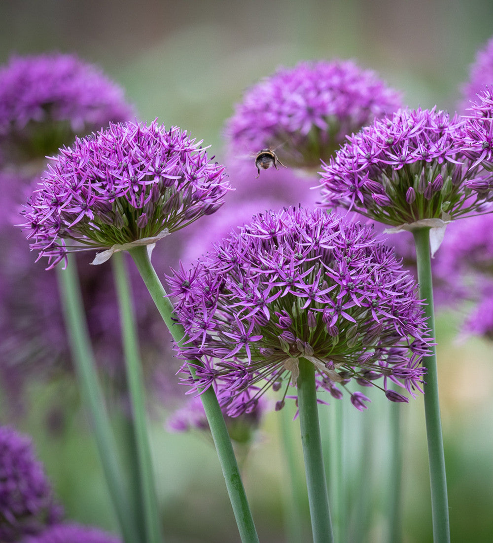 Arthur's Allium Collection