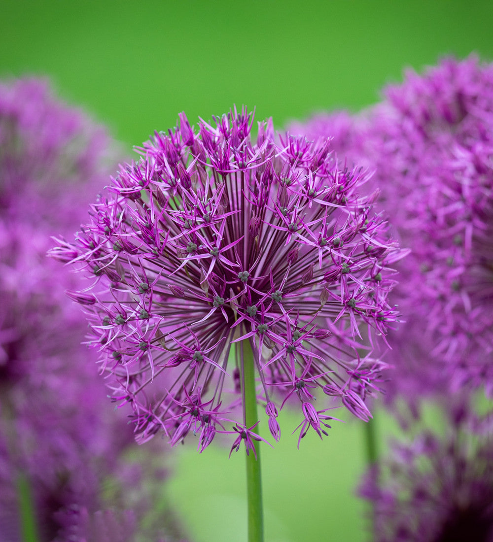 Allium jesdianum 'Purple Rain'