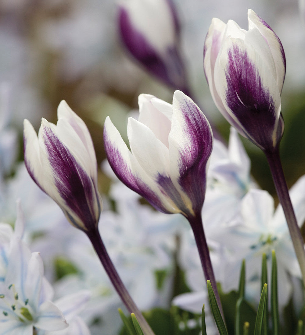 Crocus chrysanthus 'Ladykiller'