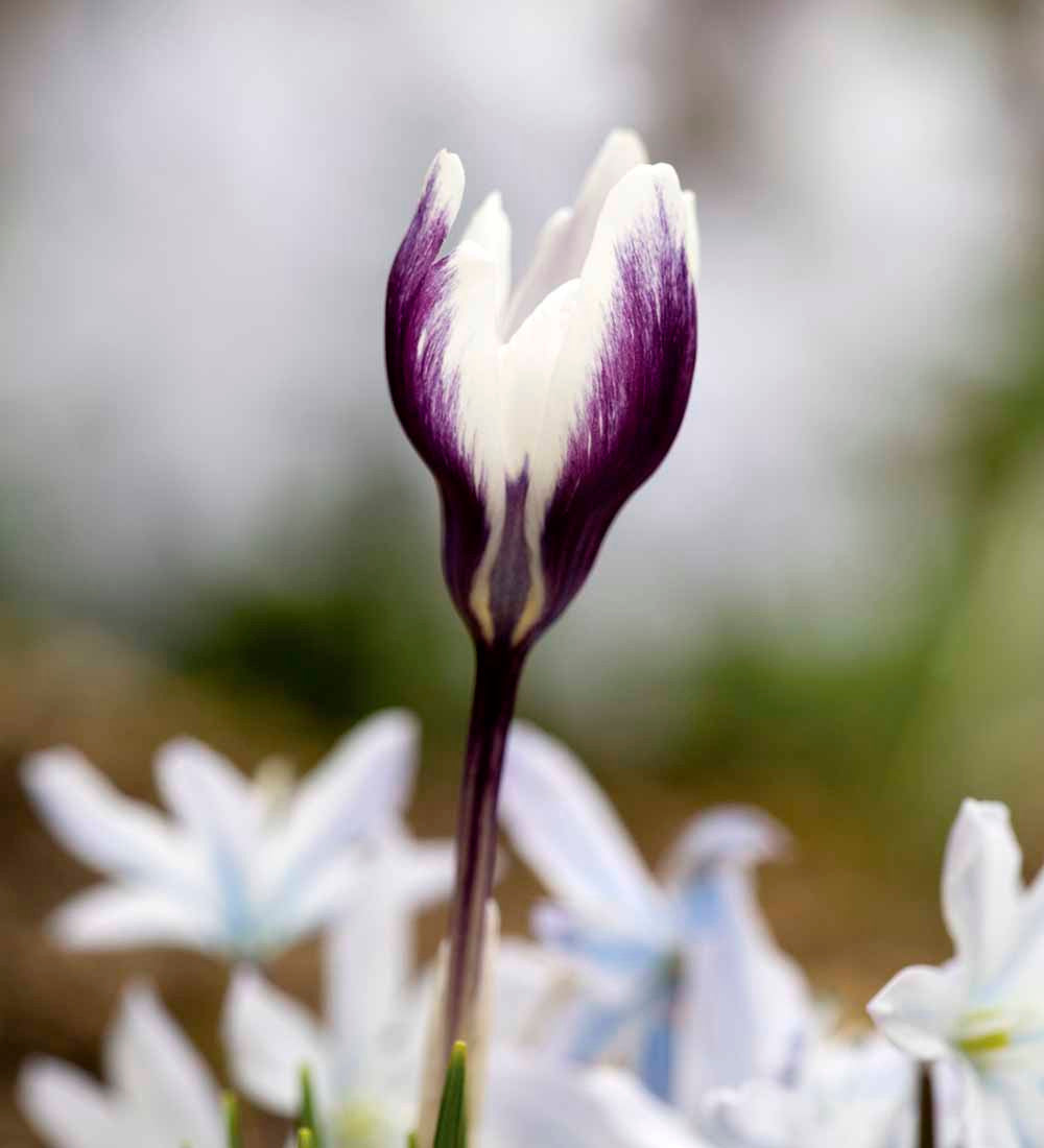 Crocus chrysanthus 'Ladykiller'