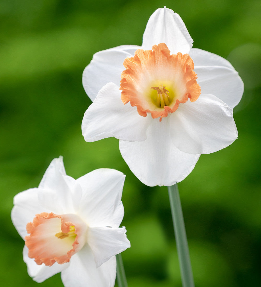 Narcissus 'Pink Charm'