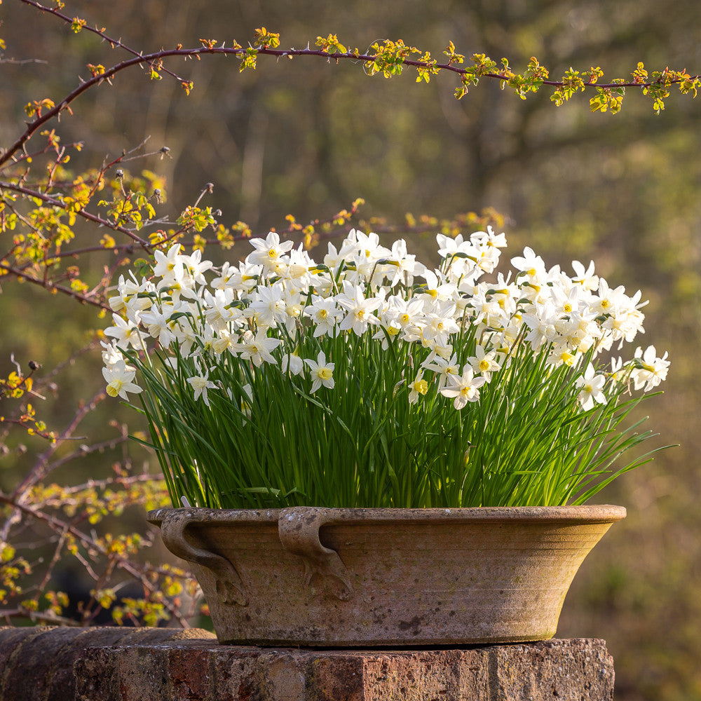 Narcissus 'Sailboat'