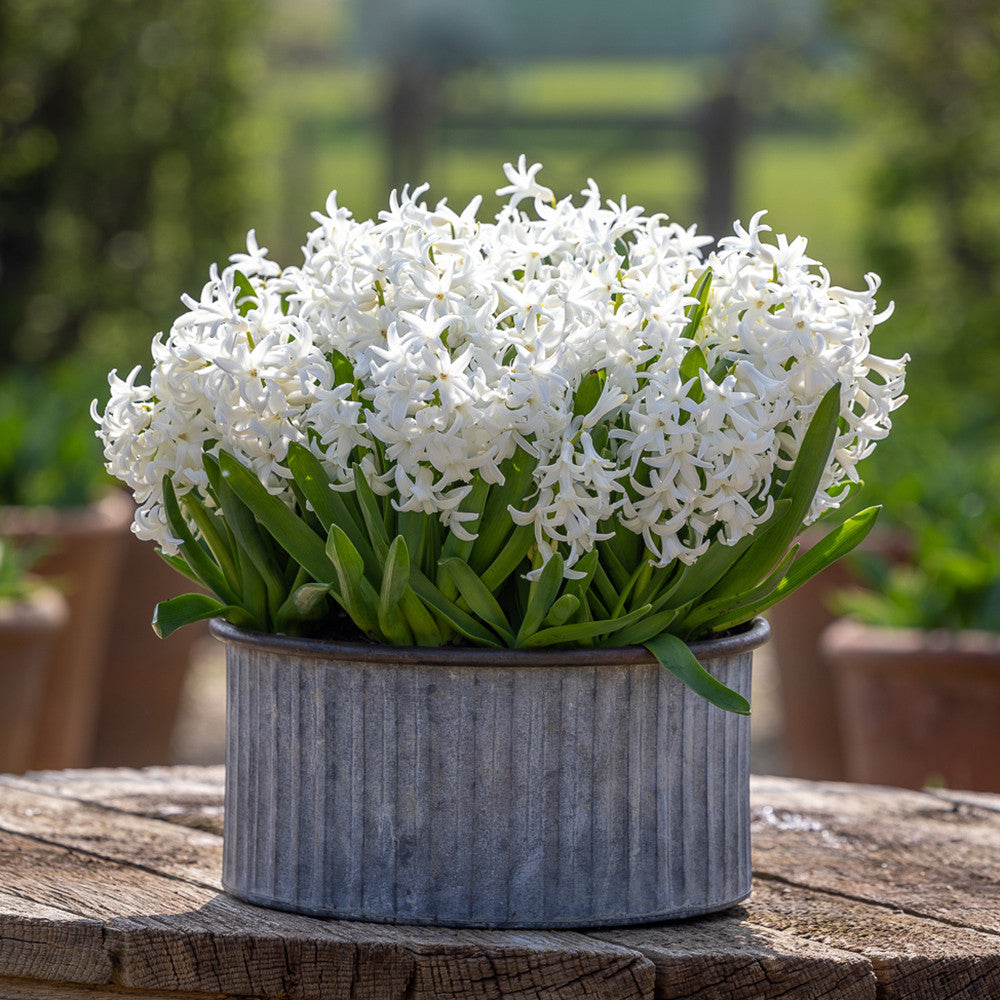 Hyacinthus orientalis 'White' (Multiflora)