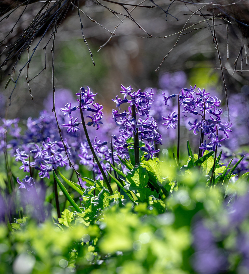 The Jewel Hyacinth Collection