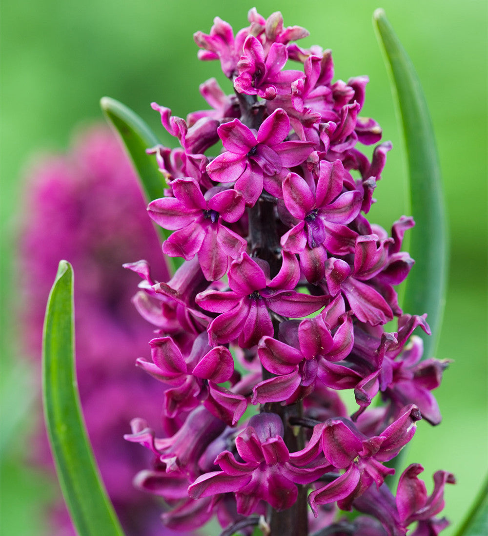 The Jewel Hyacinth Collection