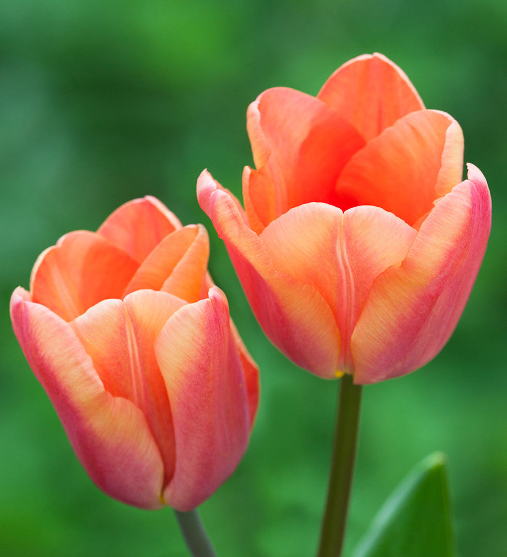 Tulip and Camassia Drift Mix